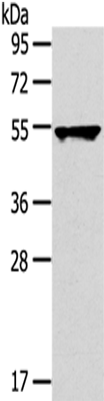 Anti-TRIM10 Rabbit Polyclonal Antibody