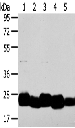 Anti-TMED4 Rabbit Polyclonal Antibody