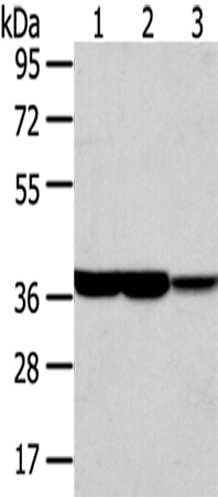 Anti-Transaldolase Rabbit Polyclonal Antibody