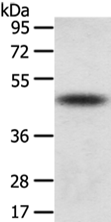 Anti-TPR Repeat Protein 23 Rabbit Polyclonal Antibody