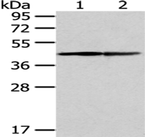Anti-ER Protein 44 Rabbit Polyclonal Antibody
