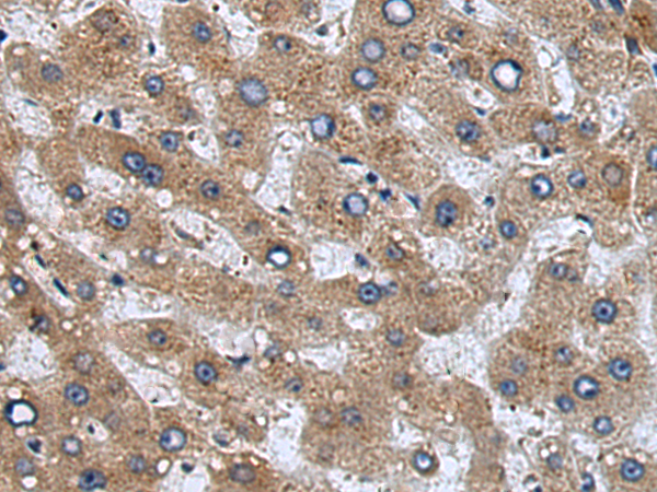 Anti-UBL7 Rabbit Polyclonal Antibody