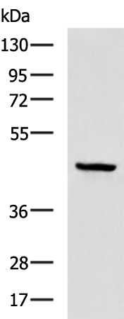 Anti-UBL7 Rabbit Polyclonal Antibody