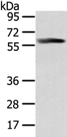 Anti-PPP5C Rabbit Polyclonal Antibody
