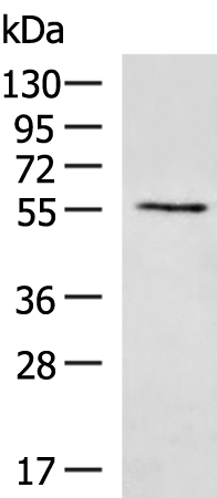 Anti-UGT2B4 Rabbit Polyclonal Antibody