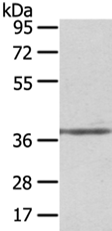 Anti-STRAP Rabbit Polyclonal Antibody