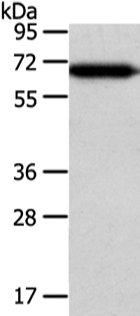 Anti-USP39 Rabbit Polyclonal Antibody