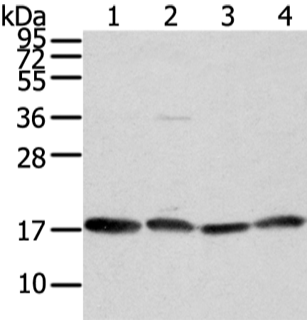 Anti-VAMP4 Rabbit Polyclonal Antibody