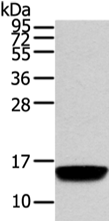 Anti-VAMP5 Rabbit Polyclonal Antibody