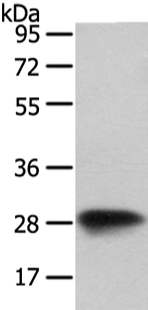 Anti-VAPA Rabbit Polyclonal Antibody
