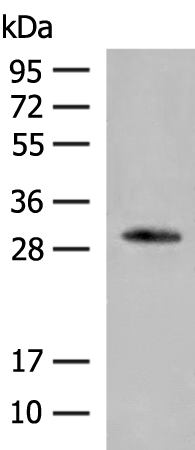 Anti-VDAC3 Rabbit Polyclonal Antibody