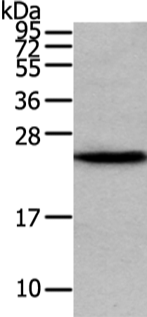 Anti-VPS28 Rabbit Polyclonal Antibody