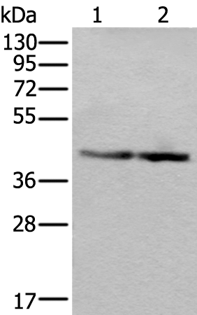 Anti-WDR18 Rabbit Polyclonal Antibody