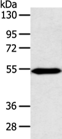 Anti-ZNF239 Rabbit Polyclonal Antibody
