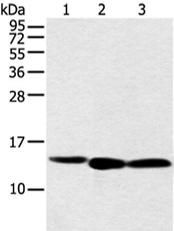 Anti-NDUFB3 Rabbit Polyclonal Antibody