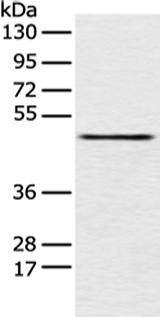 Anti-PCID2 Rabbit Polyclonal Antibody