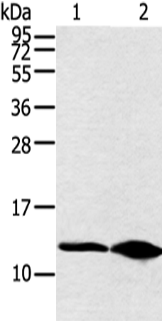 Anti-DYNLL2 Rabbit Polyclonal Antibody