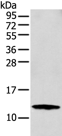 Anti-S100A16 Rabbit Polyclonal Antibody