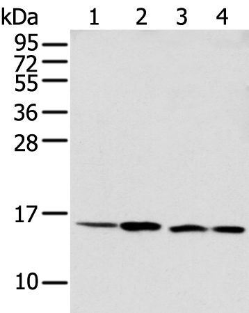 Anti-MMGT1 Rabbit Polyclonal Antibody