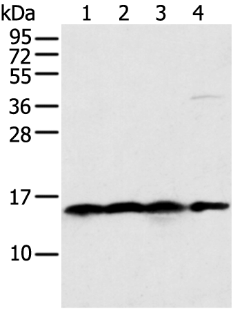 Anti-MRPS18C Rabbit Polyclonal Antibody