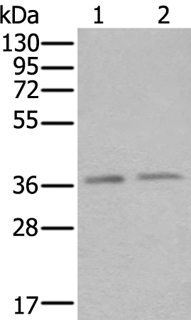 Anti-ATXN7L3 Rabbit Polyclonal Antibody