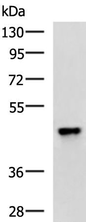 Anti-TGF beta Regulator 1 Rabbit Polyclonal Antibody