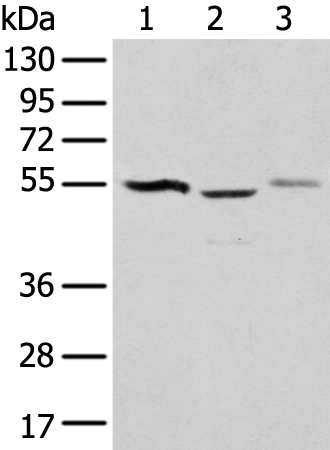 Anti-NUDT12 Rabbit Polyclonal Antibody
