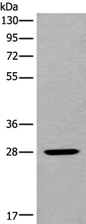Anti-MARCH2 Rabbit Polyclonal Antibody