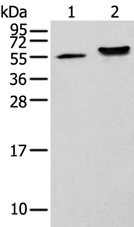 Anti-CAPS2 Rabbit Polyclonal Antibody