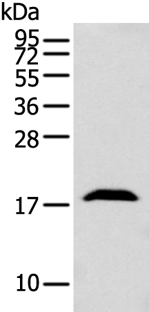 Anti-GMFB Rabbit Polyclonal Antibody
