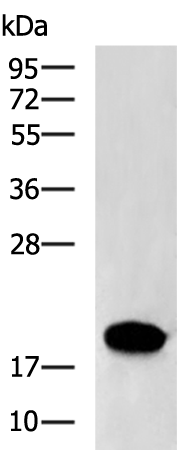 Anti-SELENOF Rabbit Polyclonal Antibody