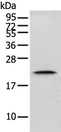 Anti-GM2A Rabbit Polyclonal Antibody