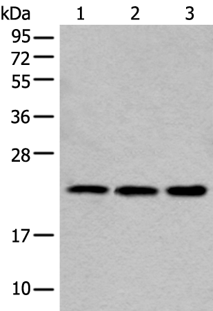 Anti-COMMD10 Rabbit Polyclonal Antibody