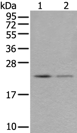 Anti-Rab39B Rabbit Polyclonal Antibody