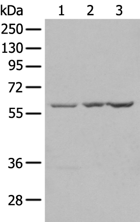 Anti-SETD3 Rabbit Polyclonal Antibody