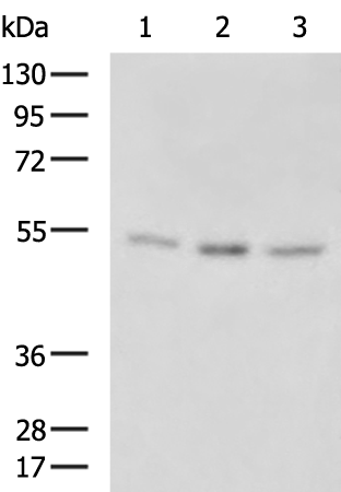 Anti-TINAGL1 Rabbit Polyclonal Antibody