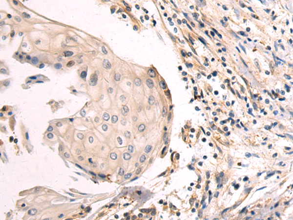 Anti-TWSG1 Rabbit Polyclonal Antibody