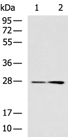 Anti-TWSG1 Rabbit Polyclonal Antibody