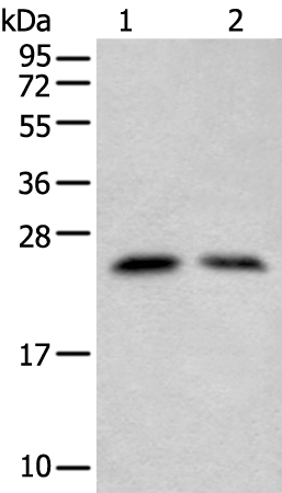Anti-ZNF22 Rabbit Polyclonal Antibody