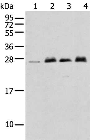 Anti-MOB4 Rabbit Polyclonal Antibody