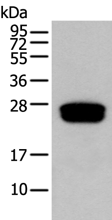 Anti-GLIPR1L1 Rabbit Polyclonal Antibody