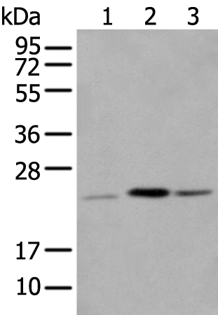 Anti-CBR4 Rabbit Polyclonal Antibody