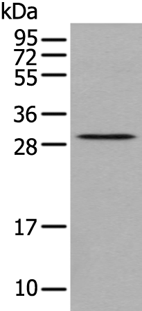 Anti-TPM4 Rabbit Polyclonal Antibody