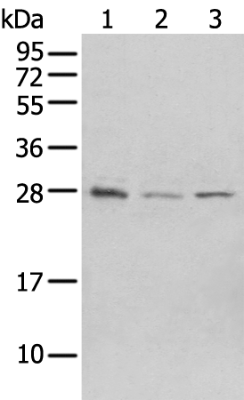 Anti-ASB9 Rabbit Polyclonal Antibody