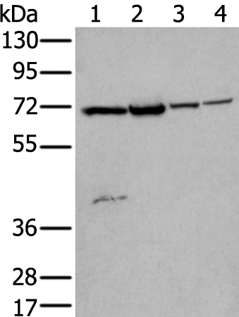 Anti-ZNF131 Rabbit Polyclonal Antibody