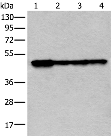 Anti-VRK1 Rabbit Polyclonal Antibody
