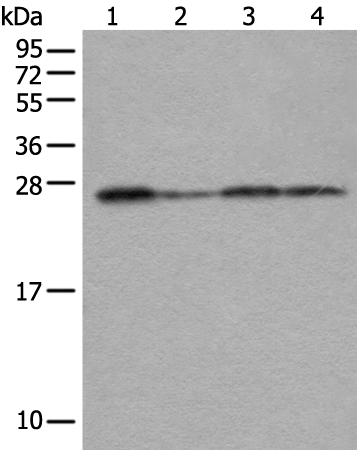 Anti-VTI1A Rabbit Polyclonal Antibody