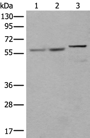 Anti-U2AF2 Rabbit Polyclonal Antibody