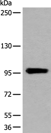 Anti-UNC45B Rabbit Polyclonal Antibody