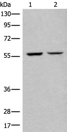 Anti-ATL3 Rabbit Polyclonal Antibody